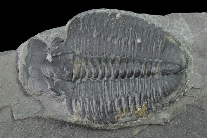 Elrathia Trilobite Molt Fossil - Utah - House Range #139708